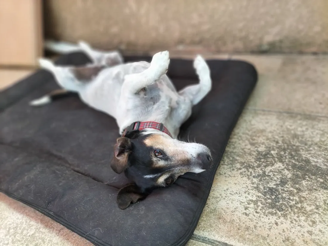 « Ani'nomade » propose de la médiation animale 